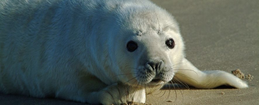 zeehond
